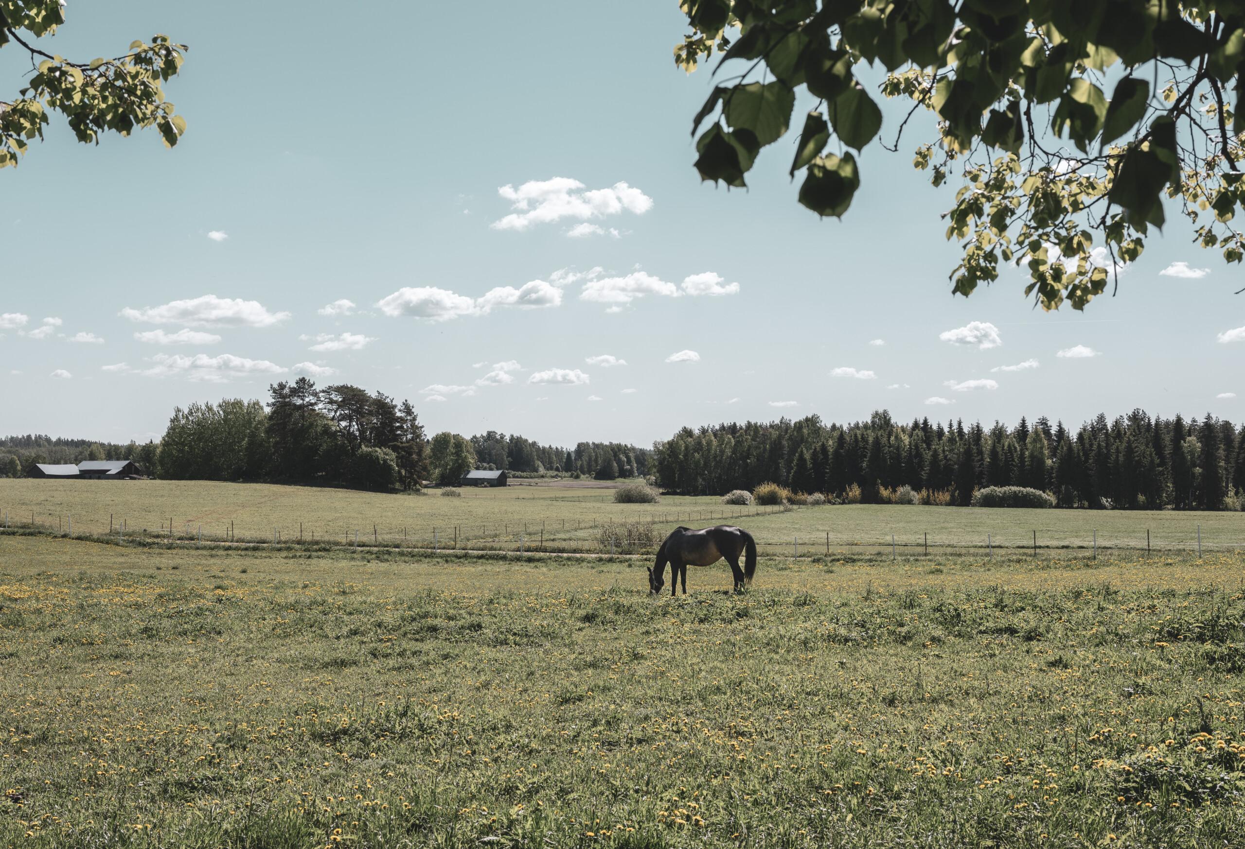 Kesäinen pelto, jossa hevonen laiduntaa.